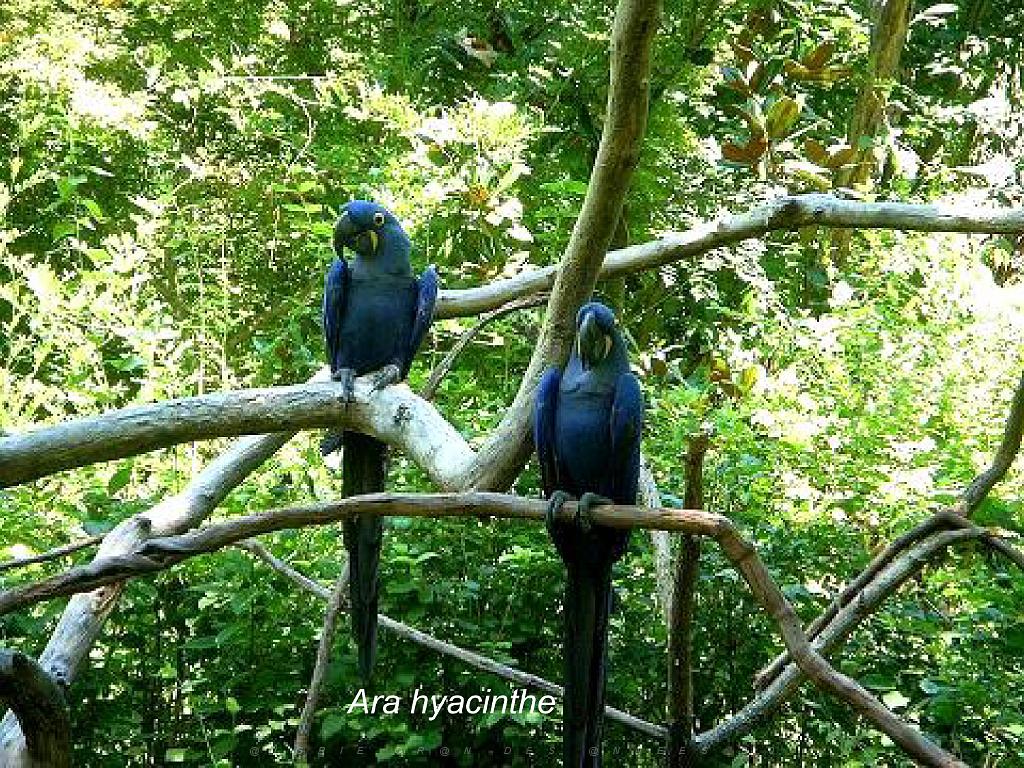 101PARC AUX OISEAUX DANS L AIN 2016 2_000019.jpg